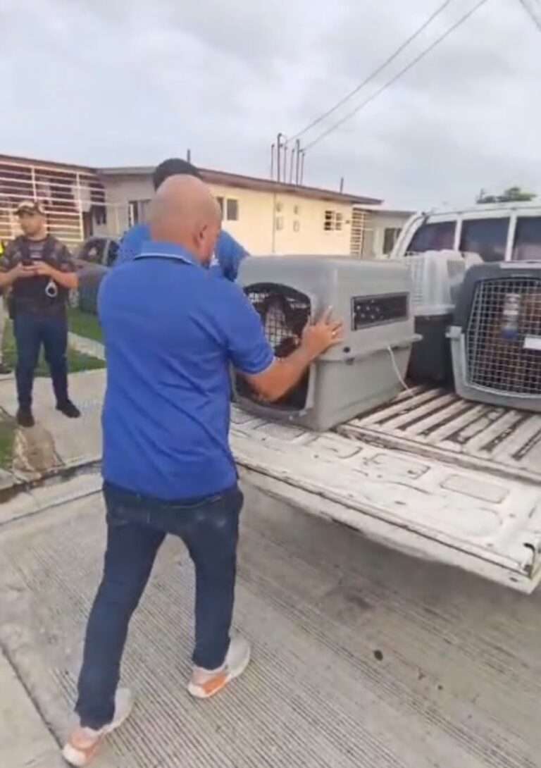 ¡Rescate animal! Alcaldía de Panamá salva a tres perros víctimas de maltrato