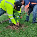 Arborización- Pedregal - Alcaldía de Panamá Fotos - Gabriel Rodríguez (1)
