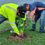 Arborización- Pedregal - Alcaldía de Panamá Fotos - Gabriel Rodríguez (1)