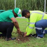 Arborización- Torremolinos- Tocumen- Fotos José Vásquez (3)