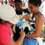 Esterilización - vacunación- bienestar Animal- Mascotas (7)