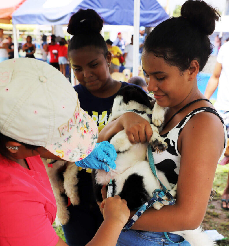 Esterilización - vacunación- bienestar Animal- Mascotas (7)