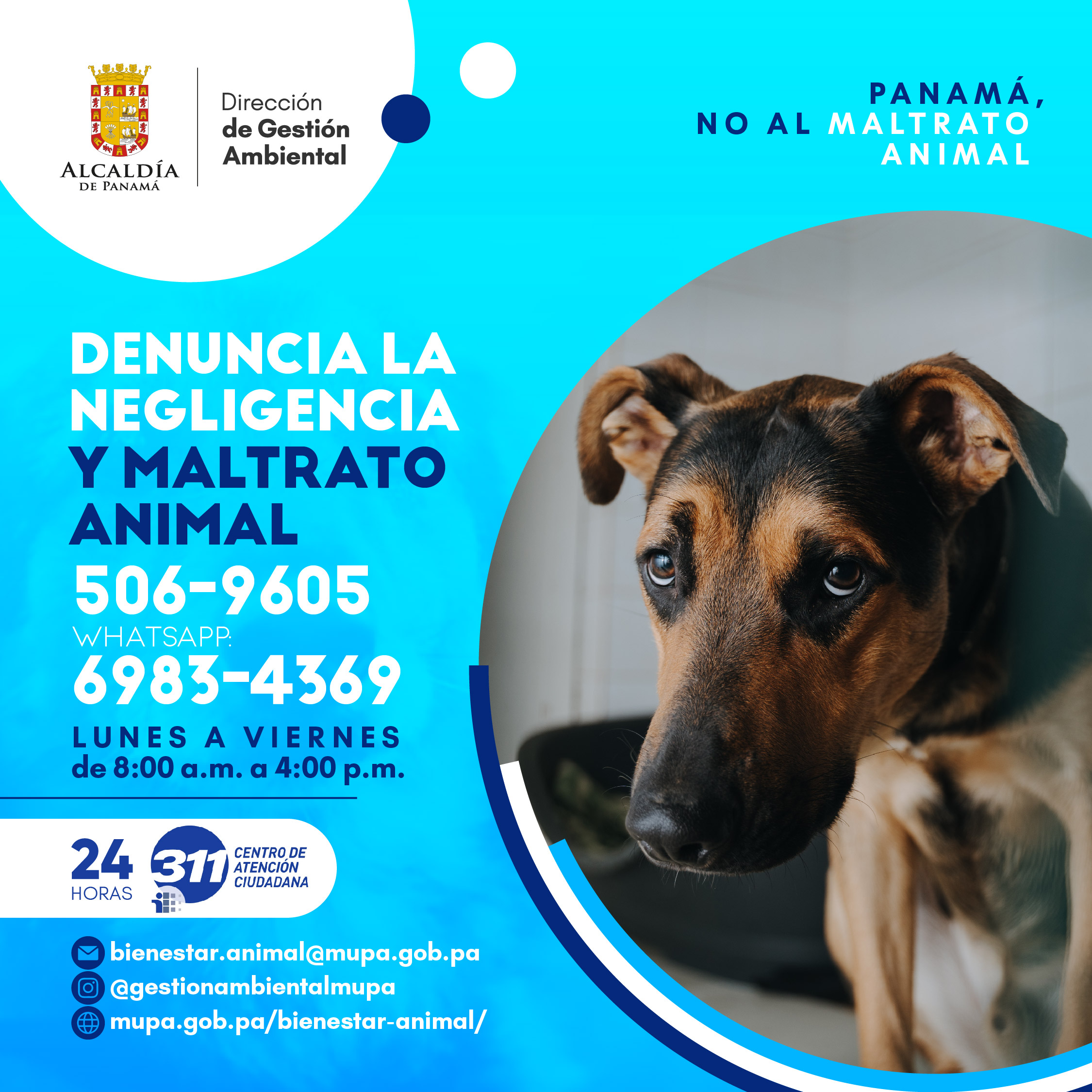 Denuncia el maltrato animal