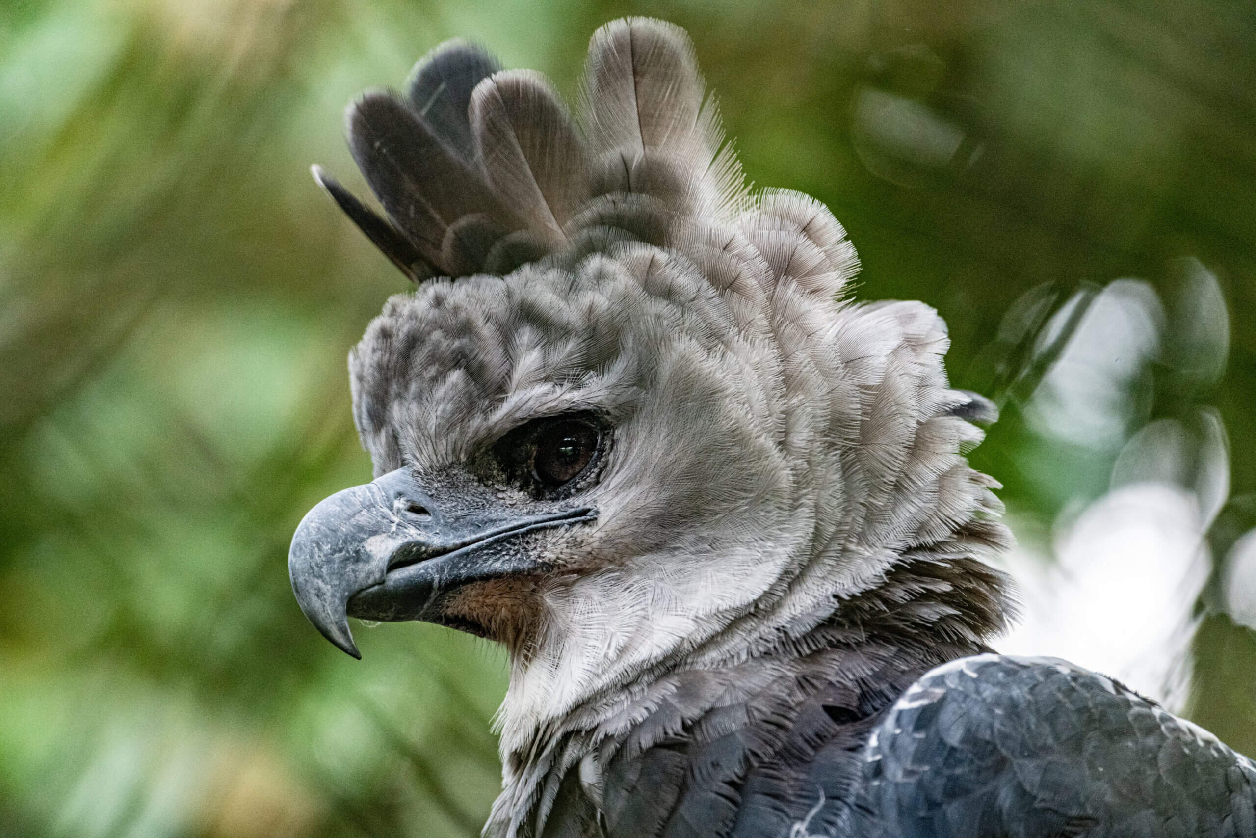 Hoy es el día de 'Panamá': el Día del Águila Harpía, nuestra Ave Nacional |